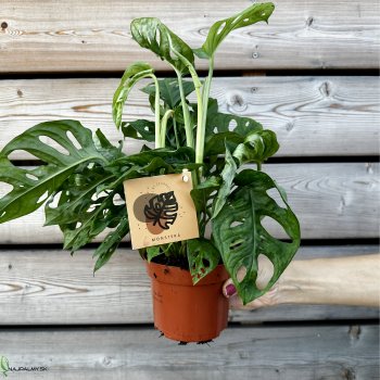 Monstera adansonii (Monstera adansonova) ´MONKEY MASK´ - kont. C1L, výška: 20-25 cm